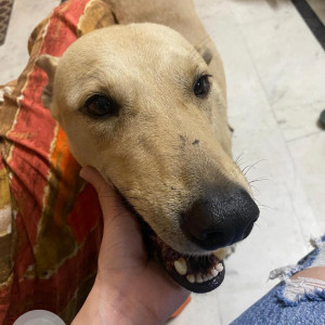 Missing: Brown Male Indie Dog from Rajouri garden, New Delhi-3