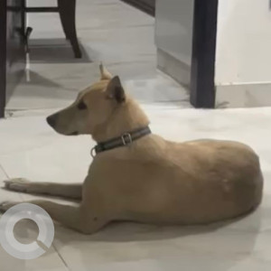 Missing: Brown Male Indie Dog from Rajouri garden, New Delhi-4