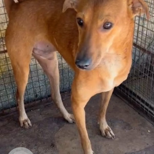 Missing: Brown Male Indie Dog from ARAS shelter,  Thane-2