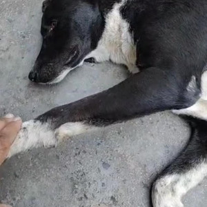 Missing: Black and White Male Indie Dog from Khyala Vishnu garden-4