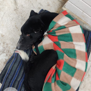 Missing: Black and White Male Indie Dog from Khyala Vishnu garden-3