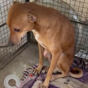 Missing: Brown Male Indie Dog from ARAS shelter,  Thane-3