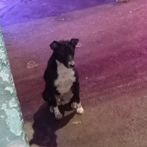 Missing: Black and White Male Indie Dog from Khyala Vishnu garden-2