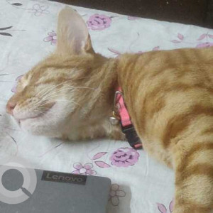 Missing: Brown Male Indian Ginger Cat Cat from G block, Ayanagar, Delhi-3
