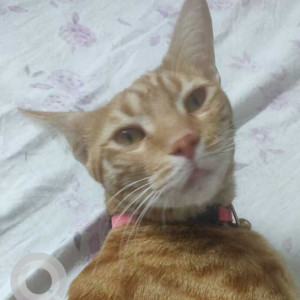 Missing: Brown Male Indian Ginger Cat Cat from G block, Ayanagar, Delhi-2