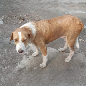 Missing: Brown Male Indie Dog from Aksa village, Madh-2