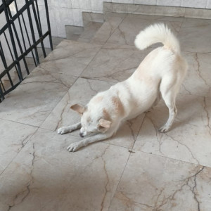 Missing: White Male Pomeranian Dog from Animal shelter, Noida sector 98-3