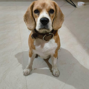 Found: White-Brown Mix Female Beagle Dog from Hosapalaya main road, HSR layout-2