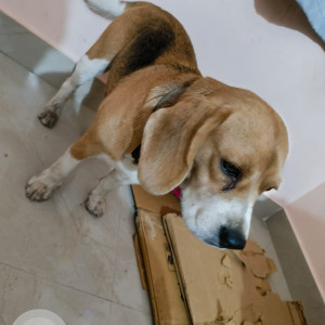 Found: White-Brown Mix Female Beagle Dog from Hosapalaya main road, HSR layout-3