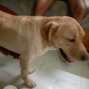 Missing: Golden Male Labrador Dog from Paraxis School,  Bada Ukkarra Rajpur Chungi,  Agra