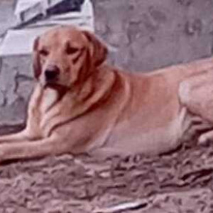 Missing: Golden Male Labrador Dog from Paraxis School,  Bada Ukkarra Rajpur Chungi,  Agra-2
