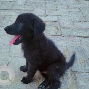Missing: Black Male Himalayan Gaddi Dog from Village Hinauti Post Bisauri District Chandauli