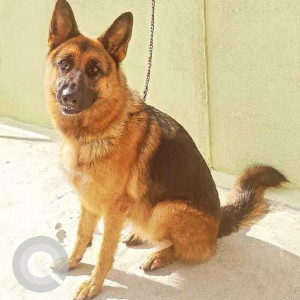 Missing: Black and Brown Female German Shepherd Dog from MV layout 8th block, Muddinpalya-2