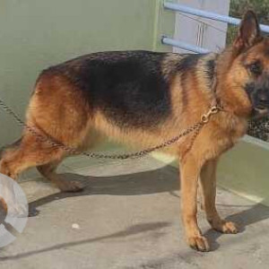 Missing: Black and Brown Female German Shepherd Dog from MV layout 8th block, Muddinpalya-3