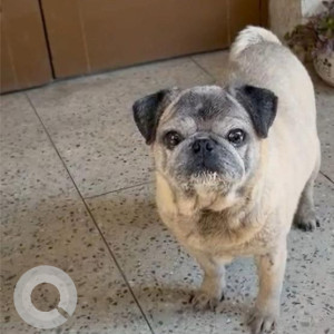 Missing: Light Brown Male Pug Dog from Sector 11A