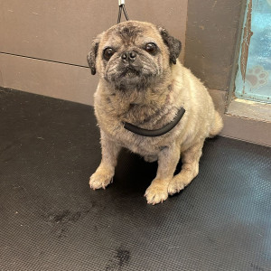 Missing: Light Brown Male Pug Dog from Sector 11A-2