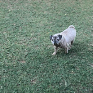 Missing: Light Brown Male Pug Dog from Sector 11A-3