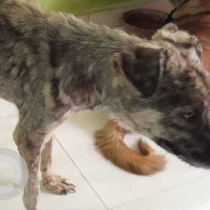 Missing: Black and Brown Female Indie Dog from sector 26, Noida-3