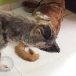 Missing: Black and Brown Female Indie Dog from sector 26, Noida-2