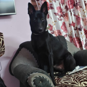 Missing: Black Male Indie Dog from Sector 109 or 110, Dwarka expressway, Gurugram-2