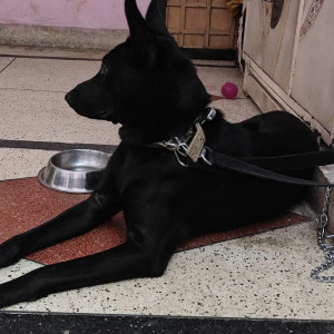 Missing: Black Male Indie Dog from Sector 109 or 110, Dwarka expressway, Gurugram-3