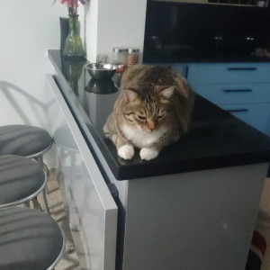 Missing: White and Grey Male Indie Cat from Govindapura near crescent harmony apartment-3