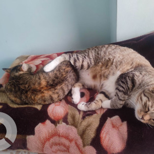 Missing: White and Grey Male Indie Cat from Govindapura near crescent harmony apartment-2