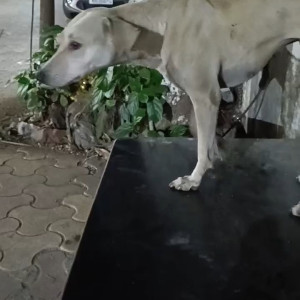 Missing: White Female Indie Dog from Building no 64, Tilak Nagar, Mumbai-2