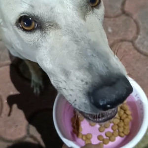 Missing: White Female Indie Dog from Building no 64, Tilak Nagar, Mumbai-3