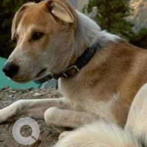 Missing: White-Brown Mix Male Indie Dog from Station Road Delhi Cantt-2