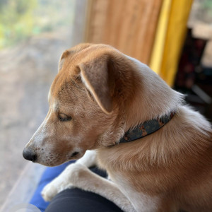 Missing: White-Brown Mix Male Indie Dog from Station Road Delhi Cantt-3