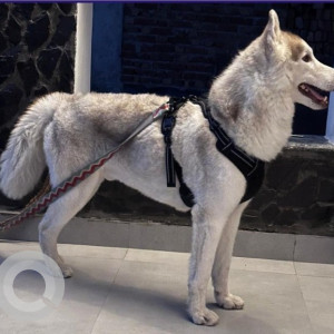 Missing: White-Brown Mix Male Husky Dog from Palam Flyover, Rashi Apartments, Sector 7 Dwarka-2