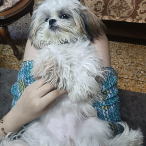 Missing: White and Grey Female Shih tzu Dog from Jagat Ram Park, Laxmi nagar-2