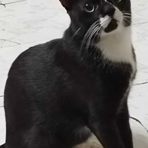Missing: Black and White Male Indie Cat from Devkinandan building Thapar Motors-2
