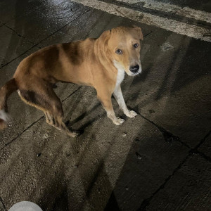 Found: Brown Male Indie Dog from Rambaug, Powai