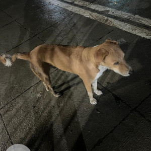 Found: Brown Male Indie Dog from Rambaug, Powai-3