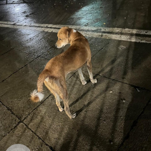 Found: Brown Male Indie Dog from Rambaug, Powai-2