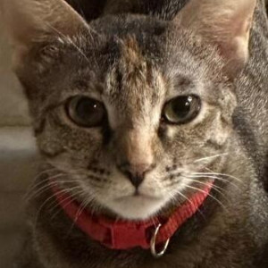 Missing: White and Grey Female Indie Cat from CU Block Pitampura-2