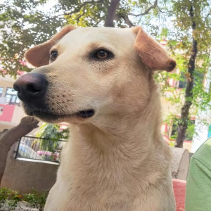 Missing: White Male Indie Dog from Sector 10A, Gurgaon-2