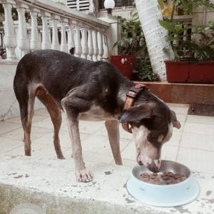 Found: Black and Brown Female Indie Dog from Seawoods,  Navi Mumbai-2