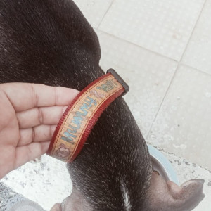 Found: Black and Brown Female Indie Dog from Seawoods,  Navi Mumbai-4