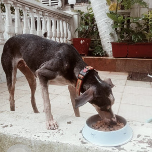 Found: Black and Brown Female Indie Dog from Seawoods,  Navi Mumbai-3