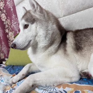 Missing: White and Grey Male Husky Dog from Palam fly, Rashi Apartments,  Sector 7, Dwarka-3