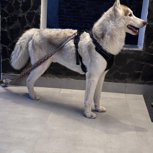 Missing: White and Grey Male Husky Dog from Palam fly, Rashi Apartments,  Sector 7, Dwarka-4