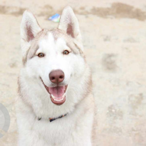 Missing: White and Grey Male Husky Dog from Palam fly, Rashi Apartments,  Sector 7, Dwarka-2