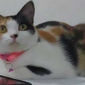 Missing: White-Brown Mix Female Indie Cat from Guwahati, Assam-3