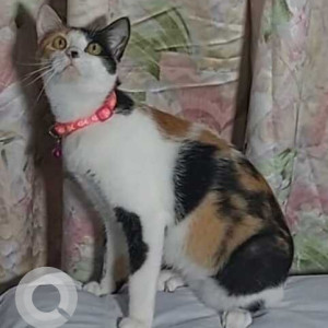 Missing: White-Brown Mix Female Indie Cat from Guwahati, Assam