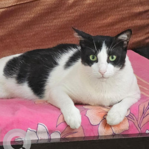 Missing: Black and White Male Indie Cat from Sai Heritage Society,  behind Deccan Pavilion hotel, Near Navale Bridge-3