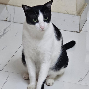 Missing: Black and White Male Indie Cat from Sai Heritage Society,  behind Deccan Pavilion hotel, Near Navale Bridge