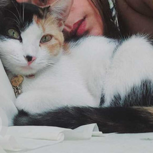 Missing: White-Brown Mix Female Indie Cat from Guwahati, Assam-2